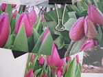 Reference Photos for Tulips