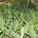 Lily of the Valley from my garden