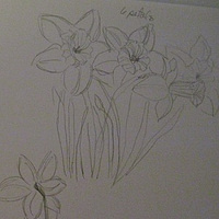 sketch of daffodils  sibstudio 