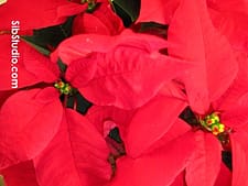 SibStudio Red Poinsettia