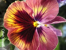 beautiful pansy at sibstudio dot com