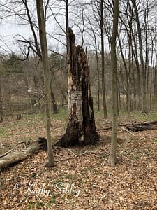 Old tree stump 