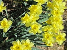 Daffodils on the hillside  SibStudio dot com 