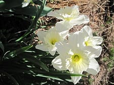 Daffodils in bloom   sibstudio dot com 
