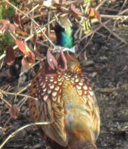 ring necked pheasant