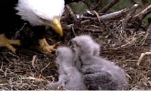 Eagle and three eaglets