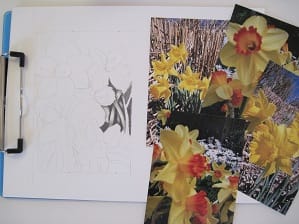 daffodil drawing