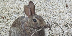 Rabbit with dried grass for nesting 