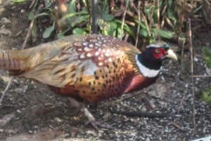 Ring Necked Pheasant