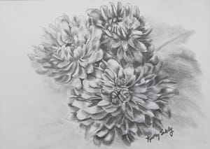 Graphite Chrysanthemums by Kathy Sibley
