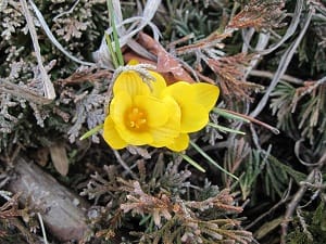 First Crocus Flower of Spring