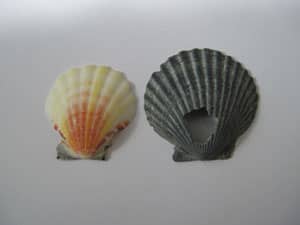 Scallop shells