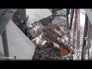 Mom and Dad redtail hawks tending two eggs in their nest Photo: From Jacquie Laughlin twitter feed via Cornell Lab of Ornithology