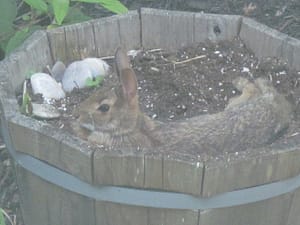 overly comfortable bunnies    sibstudio dot com blog 