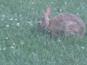 One of the rabbits living in the yard