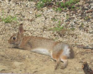 Momma bunny enjoying the sun