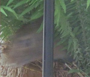 Rabbit hopping out of planter nest 