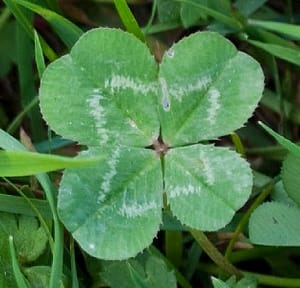 four leaf clover image Wikimedia