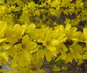 Forsnthia in bloom 