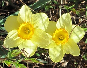 Two tone yellow daffodils at sibstudio dot com