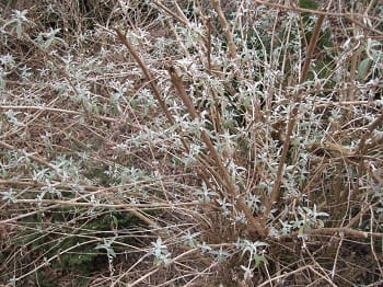 The always hardy butterfly bush 