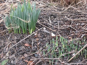 Daffodil shoots 