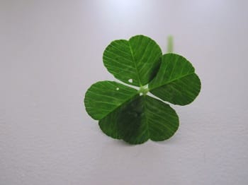 four leaf clover 