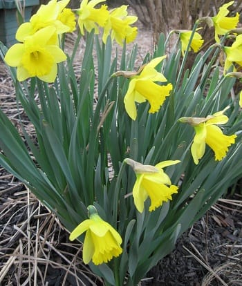 Daffodils   SibStudio