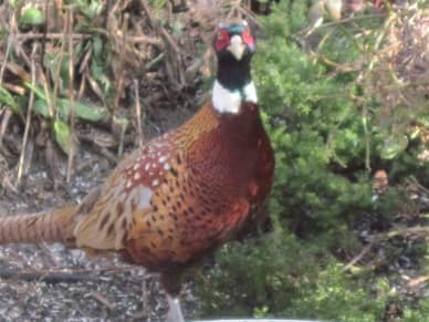 Rin Necked Pheasant