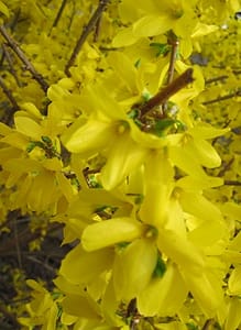 Yellow Forsythia in bloom 