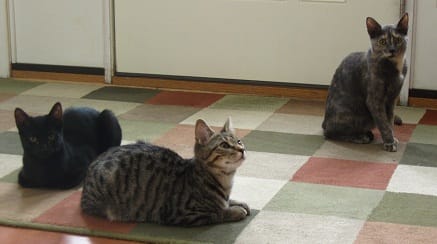 three kittens   blog