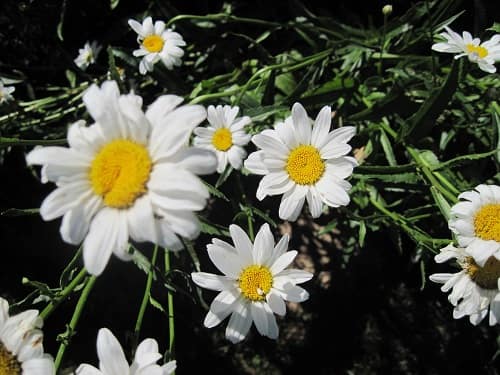 Daisies