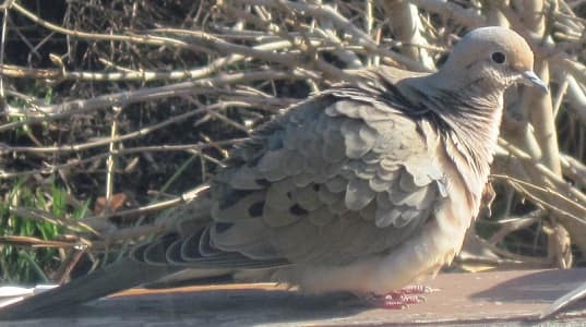 Mourning Dove at SibStudio dot com 