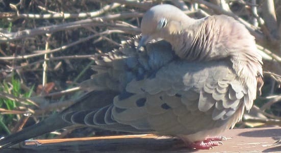 Mourning Dove Bathing